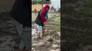 #guitar #ricefield #agriculture ##riceplantation #traditional #planting #goviral #viralvideo #fyp