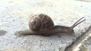 Life in SLOW MOTION - snail on the run