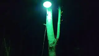 Part two Testing 175 mv clear vs coated bulbs