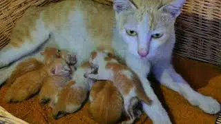 Feeding milk for her beloved baby kittens, they are so cute 