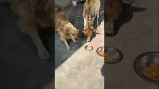 Wait for it... the ultimate treat thief! 😂 #shorts #animalfriendship #goldenretriever