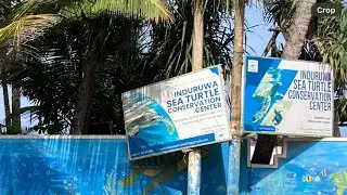 INDURUWA SEA TURTLE CONSERVATION CENTRE #srilanka #srilankantourism #tourism #tour #beach  #turtle