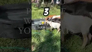 3 ways to provide water 💧 to your goats while grazing