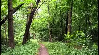 Official Martin Ecker Waldvideo
