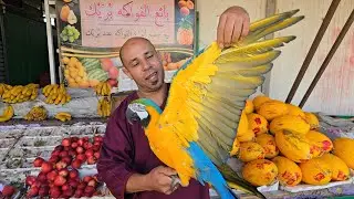 الجديد عند عزيز🔥أجيو نتولعو ونتعرفو على أتمنة ببغاء الدرة المولينا وطفراتها فرجة ممتعة 