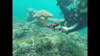 Feeding a Turtle While Scuba Diving the Great Barrier Reef