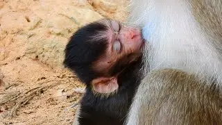 Baby Monkey Goldie Sleep Well And Young Mom Ginger Eat Too Much