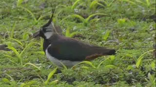 Lapwing