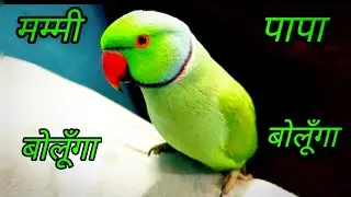 Mummy - PaPa Talking Parrot || Ringneck Parrot Speaking 😂