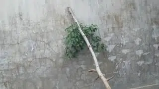 video 4k sharp sh02g