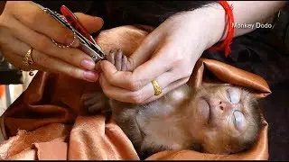 Baby Monkey Dodo, Cleaning Nails For Baby Monkey Dodo