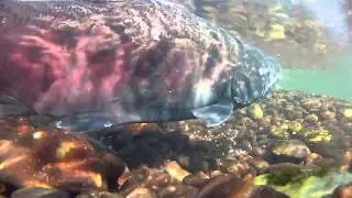 #Salmon spawning - Up close and personal