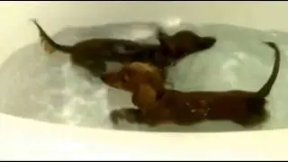 dachshund puppy bath time: these dachshund puppies love bath time