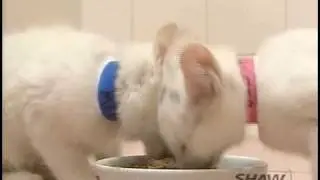 Nutrience on Indoor Cat Nutrition