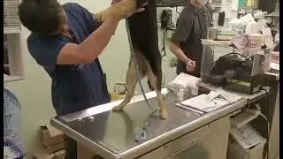 Mary&rsquo;s Doggies - Daki Vet Checkup