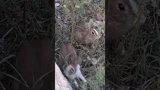 Wild Rabbit Distress Call - Real Crying Sound of a Trapped Rabbit