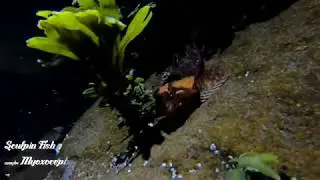 Sculpin Fish