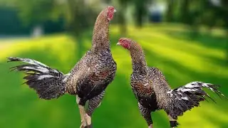 #KVR BREEDES#9848935959#bhimavaram chicks#peru cross chicks#rich watam chicks#patta punju.