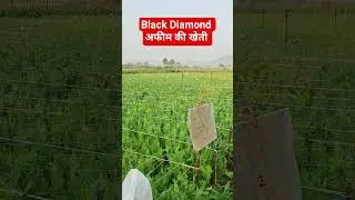 Black Diamond की खेती #tyagia2zsamadhan #raghutyagi #opiumfarming #doda
