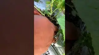 നിലക്കടല ( കപ്പലണ്ടി )