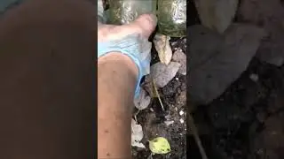 two hunter & benny codd bottles partick found bottle digging Scotland