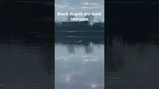 Black Angels pro team sturgeon @Fulltimer pesca