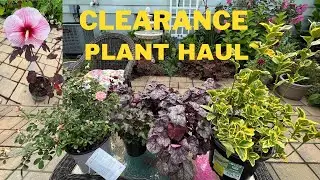 Lowes Garden Center Clearance Plant Haul