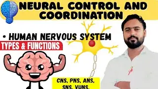 Human Nervous System Explained | Neural Control & Coordination | NCERT