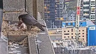 #falcon CAM3#33 mother birds brings food to feed her chicks in the nest, Falcon babies feeding