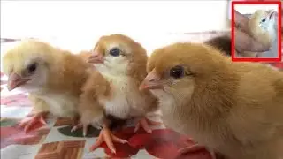 New born Baby Chicks Eat & Drink without Caring of Mother