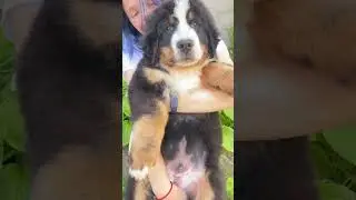 Sweetest Bernese Puppy Hugs Ever 🐶❤️ #cutepuppy #bernese