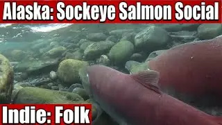 Alaska: Sockeye Salmon Social - Indie: Folk - FALL25