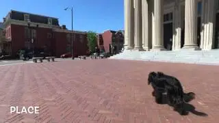 2 Yr. Old (Bear) | Best Dog Trainers in Richmond! | Dog Training Richmond Virginia