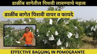 डाळींब बागेत पिशवी लावण्याचे फायदे | डाळिंब बागेत पेपर लावण्याचे फायदे | fruit bagging