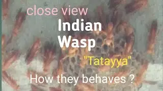 Close behaviour of Indian wasps, tattya