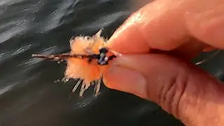 Saltwater Fly Fishing - The LONG ISLAND CRAZY CALICO CRAB FLY - Sea Bass on Crabs