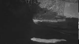 Waterstock Wildlife - Otter