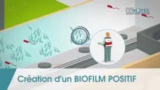 Animation Biofilm Positif DIETAXION souches Cobiotex