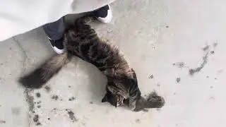 Todd the cat brought his mom a gift 🎁 and he indeed got another one the next day 