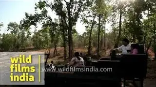 Safari drive at Khitauli range in Bandhavgarh National Park