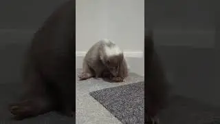 Pet Skunk Being Cute #skunk 🦨✨
