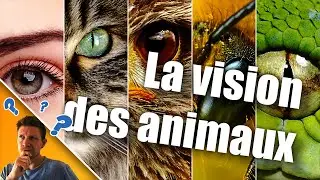 LA VISION DES ANIMAUX (et pas qu'avec les yeux !) [2019]