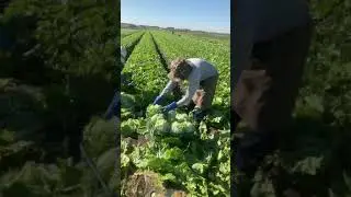 #Lettuce 🥬 #harvesting#ibaraki#japan