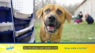 New Ads Canada | Dec 20, 2023 | Hudson's Bay Boxing Week, Sunlight HCS, JD Sports Tate McRae Adidas