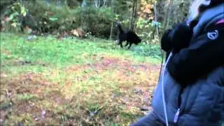 MT Vickulas Sting - jakt