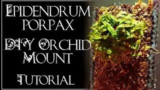 Epidendrum porpax DIY Orchid Mount Tutorial