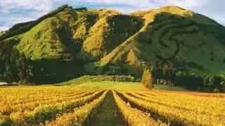 NZWG Video