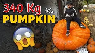 Pumpkin Festival | Best Fall Festival in Germany