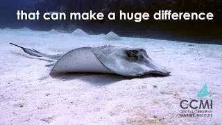 World Ocean Day Teaser Video