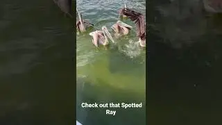 Check out that spotted ray !!